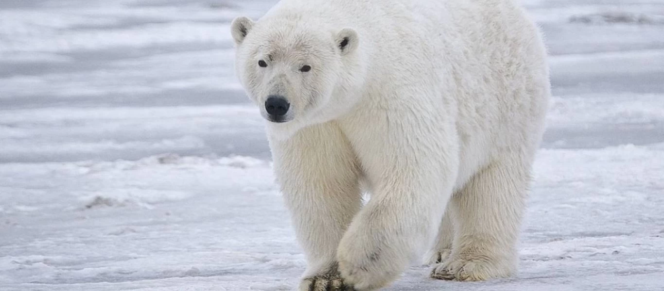 Νορβηγία: Πολική αρκούδα επιτέθηκε και σκότωσε έναν τουρίστα